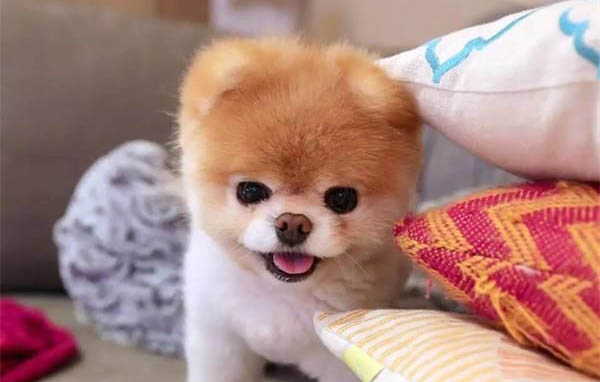 狗怀孕多久能看出来
