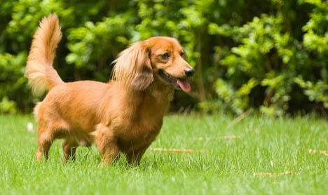 腊肠犬呕吐不吃东西的原因及处理方法