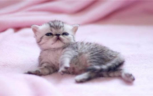 小奶猫一个星期没有大便正常吗