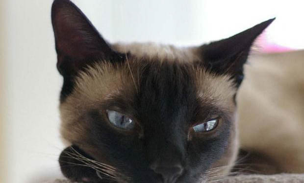 请问猫咪呕吐的原因及处理方法?