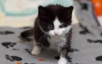 两个月小猫嗓子哑了