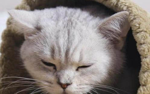 小猫晚上叫不理它可以吗