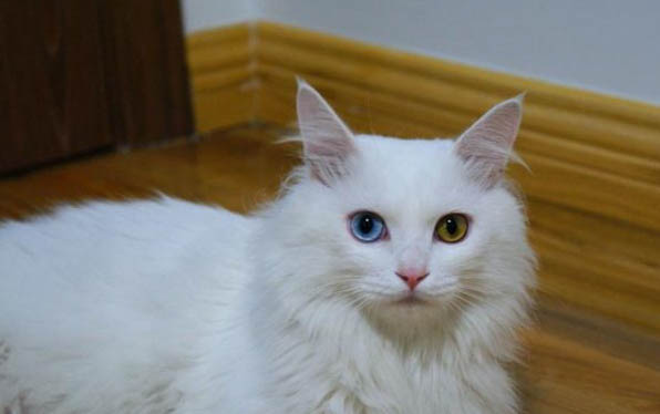 猫咪可以剪指甲的吗
