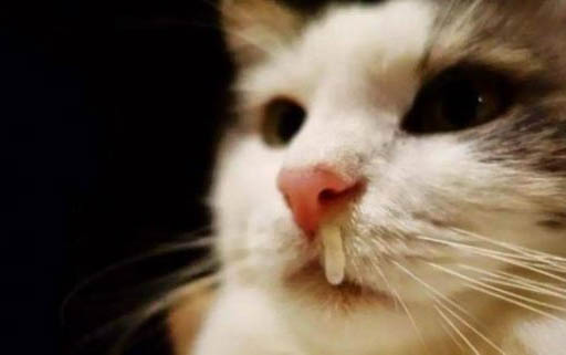 猫咪为什么会舔自己的窝