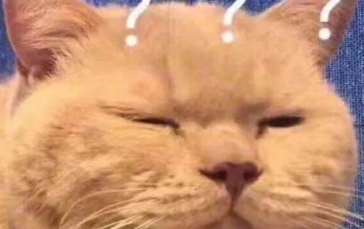 猫起名字大全