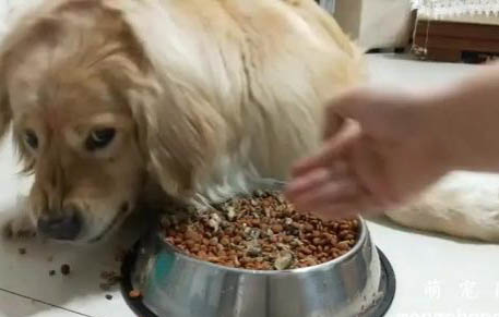 狗狗总是摇头甩耳朵的原因及处理方法