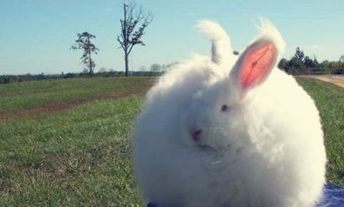 安哥拉兔的寿命有多久