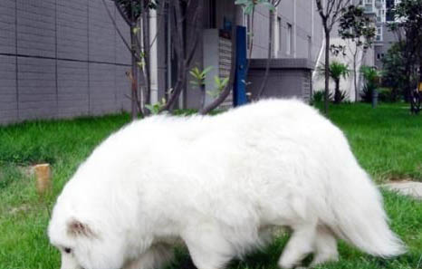 狗狗临死前会有哪些异常表现啊
