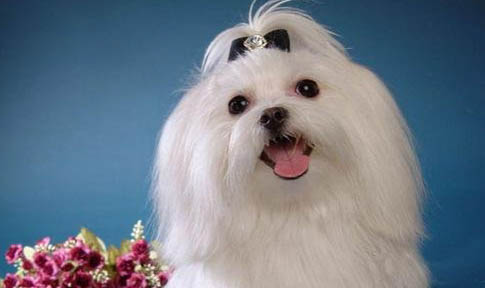马尔济斯犬的智商水平如何