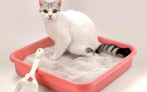 小猫得猫癣一般要多久才能治好