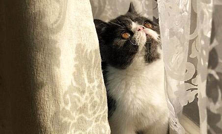 猫咪突然吐了还伴随拉稀吐是什么原因?
