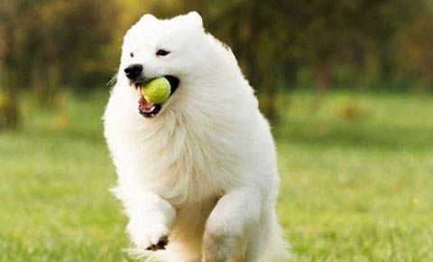 银狐犬和博美哪个贵