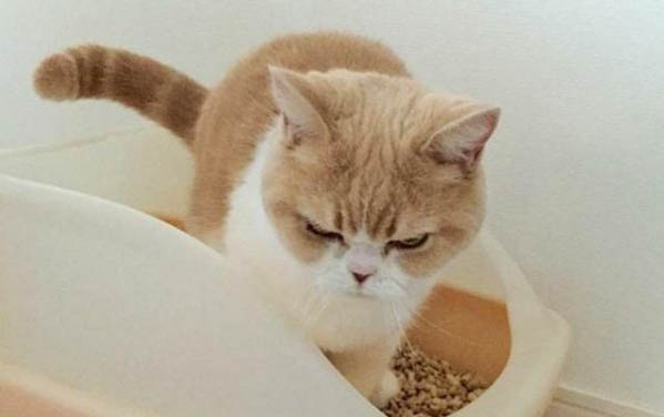 小猫不吃东西还吐黄水是什么原因