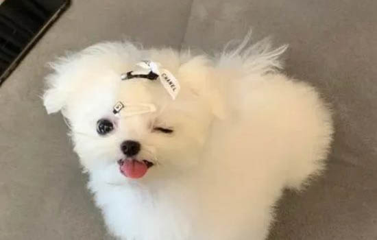 夏天狗狗为什么抽泣了一下呢
