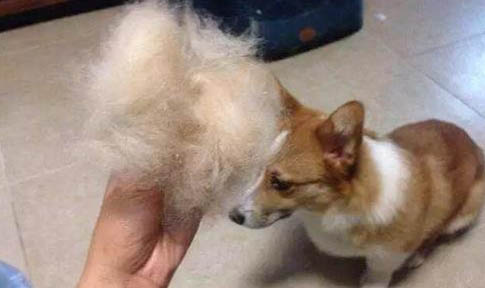 已绝育的狗狗尿道口有白色分泌物是什么