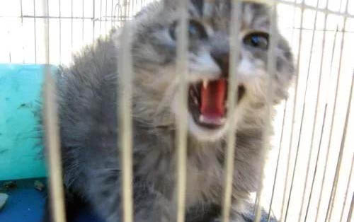 猫咪突然不吃东西了是什么原因