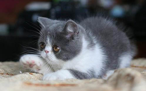 请问猫咪呕吐的原因及处理方法？