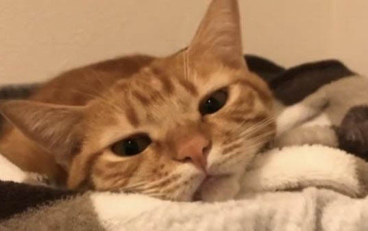 猫咪得了胰腺炎后不容易饿的原因以及处理方法