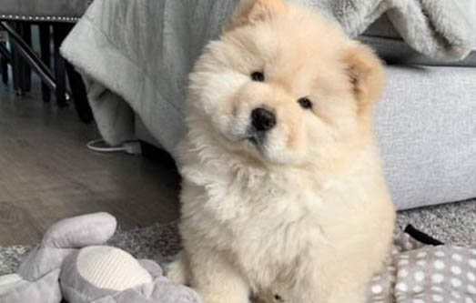 狗狗几个月能怀孕