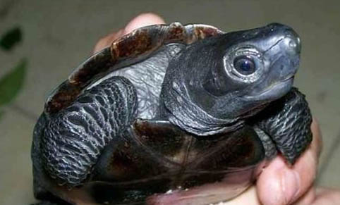草龟一般能长到多大