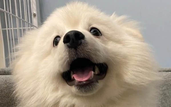神经性犬瘟大概要多久能康复