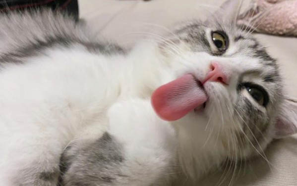 猫为什么会呕吐然后死了