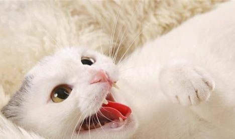 猫口炎严重不吃不喝咋办