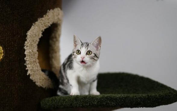 猫咪洗完澡后可以打疫苗吗