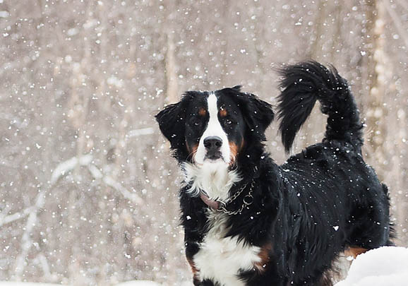 伯恩山犬真菌感染的原因及处理方法