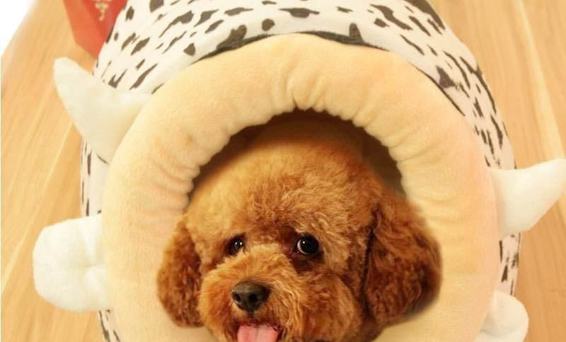 2个月幼犬可以吃犬心保吗