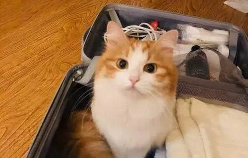 橘猫为什么不胖脸?