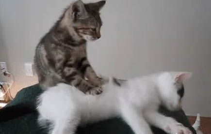猫咪吃骨头卡住了的症状