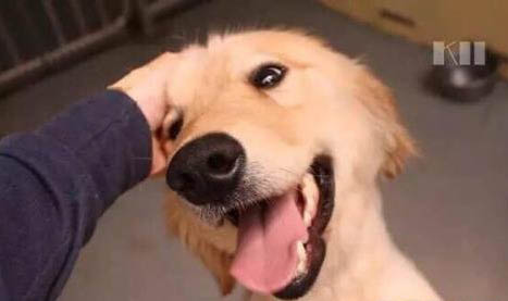 没有狗狗证的狗狗怎么处理