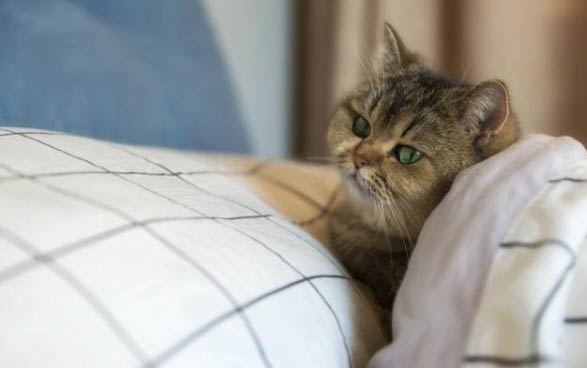 小猫有泪痕,原因及处理方法