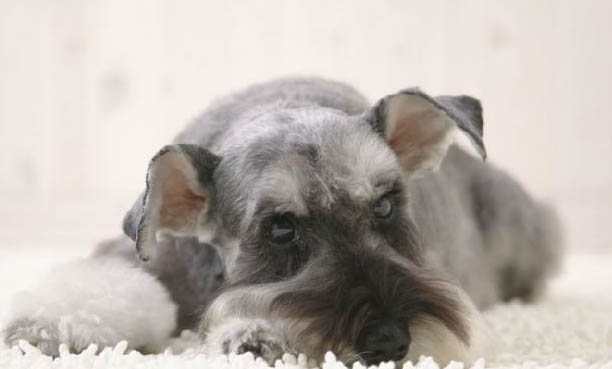 棉花面纱犬哪里有卖
