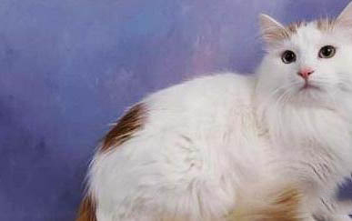 请问猫咪呕吐的原因及处理方法?