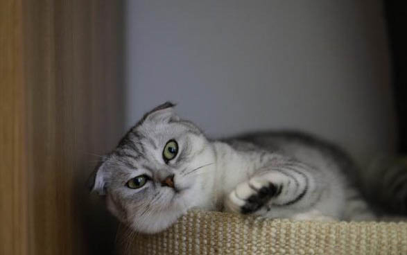 天天喂小猫吃鸡胸肉有哪些坏处
