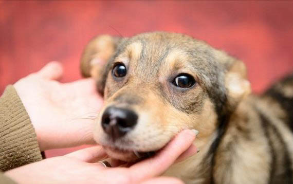 狗狗吞了猪骨头多久才能消化