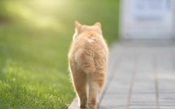 适合猫咪吃的肉类有哪些
