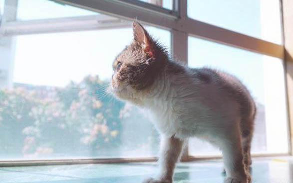 猫可以吃牛奶吗