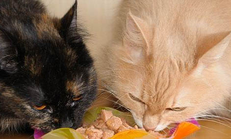 猫猫绝育后呕吐的原因及处理方法