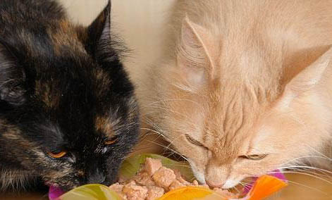 猫猫经常吐,怎么办?