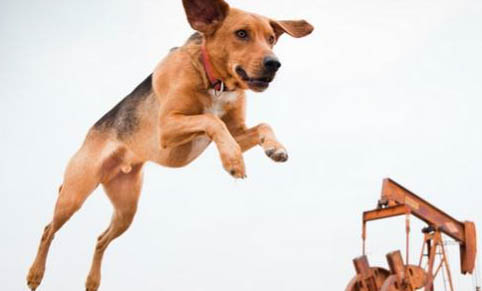 英国猎狐犬冠状病毒愈后注意事项
