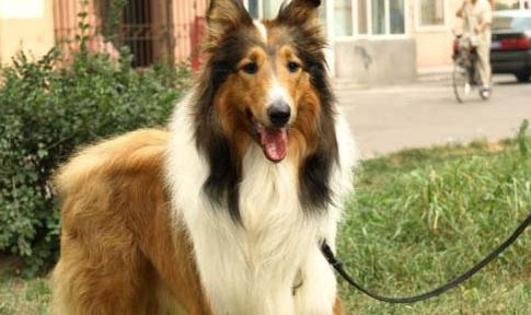 苏格兰牧羊犬支气管炎可以洗澡吗