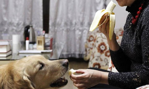 导盲犬价格一般多少钱一只