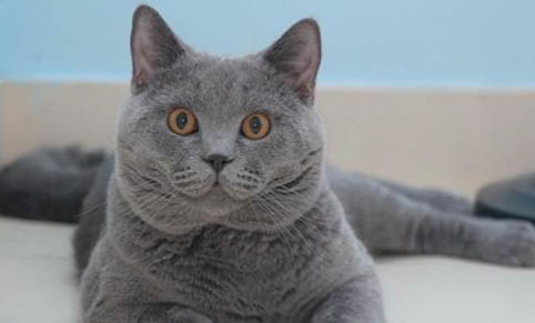 请问猫咪呕吐的原因及处理方法?