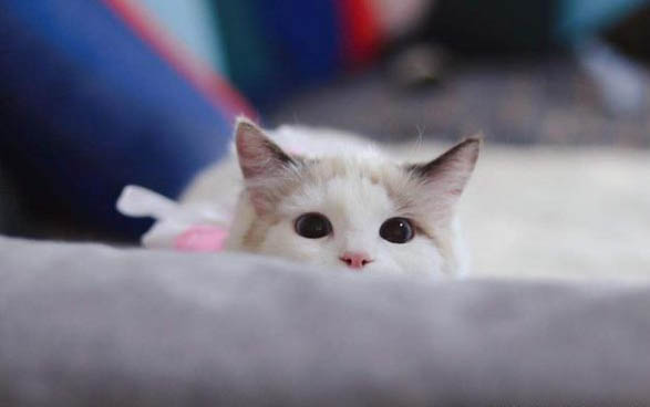 猫鼻屎是黑色的是什么原因