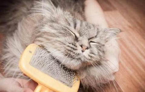 猫咪脱水能喂葡萄糖吗?