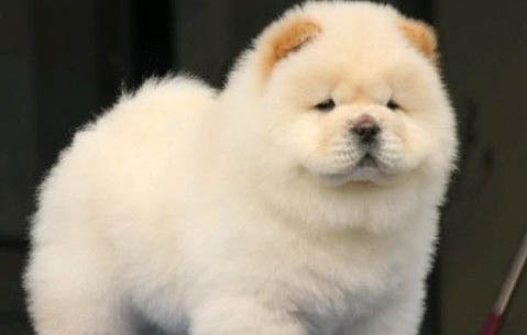 小型松狮犬能长多大