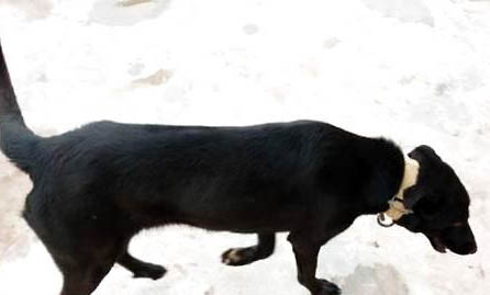中国哪里有卖捷克狼犬的